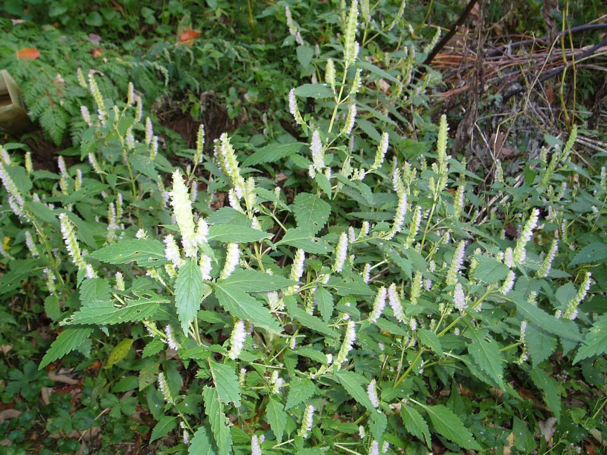 Эльсгольция Стаунтона