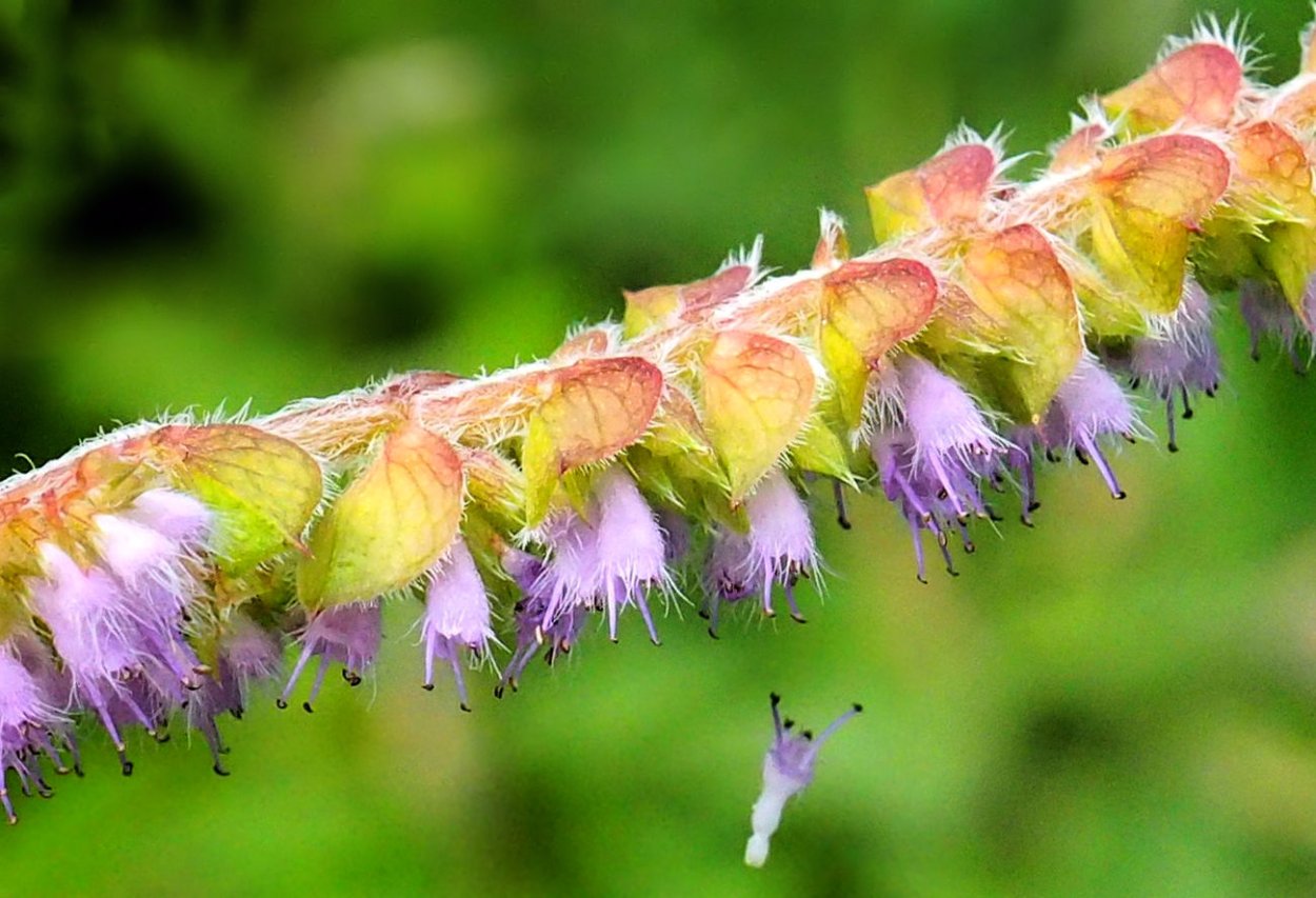 Elsholtzia ciliata - Эльсгольция