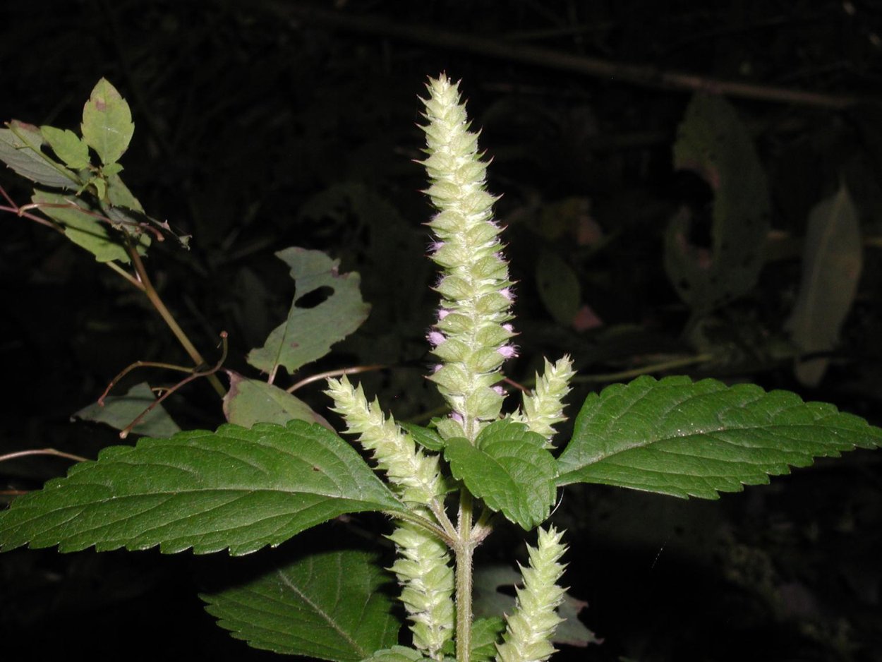 Эльшольция Садовая