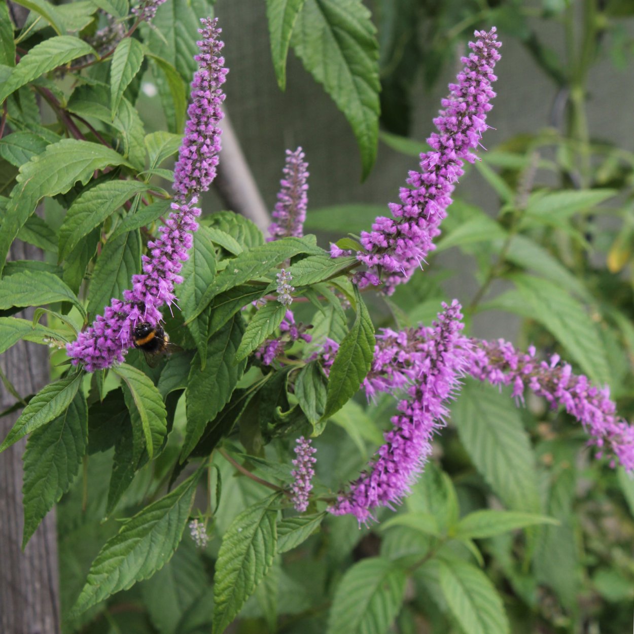 Эльсгольция Стаунтона