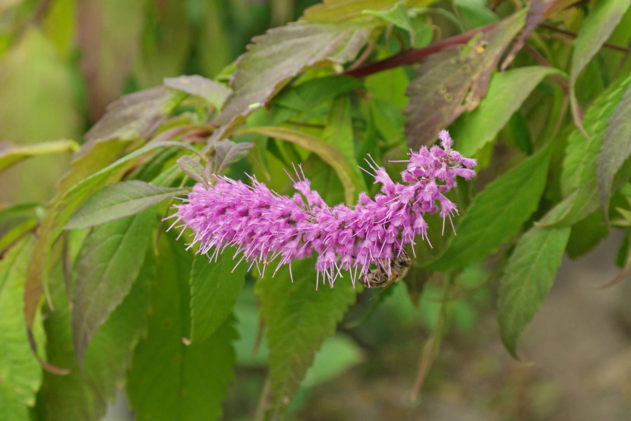Эльсгольция густоцветковая