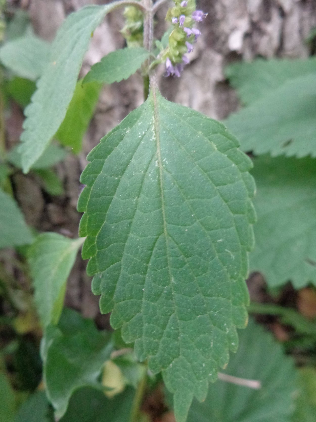 Галинсога сорняк