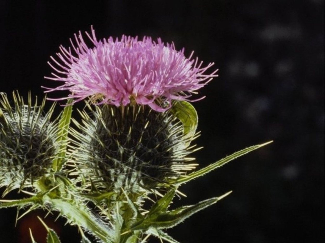 Полевые цветы чертополох