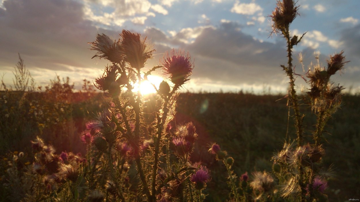Луговые цветы для детей чертополох