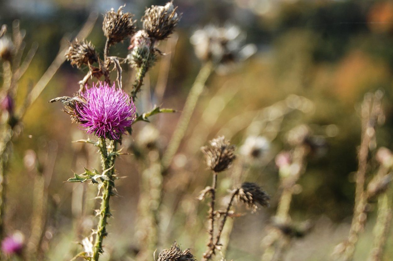 Художник Козлов татарник