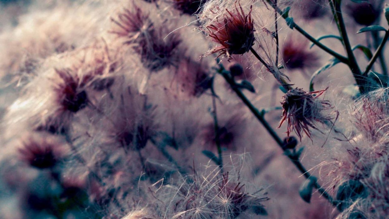 Репейник синеголовник