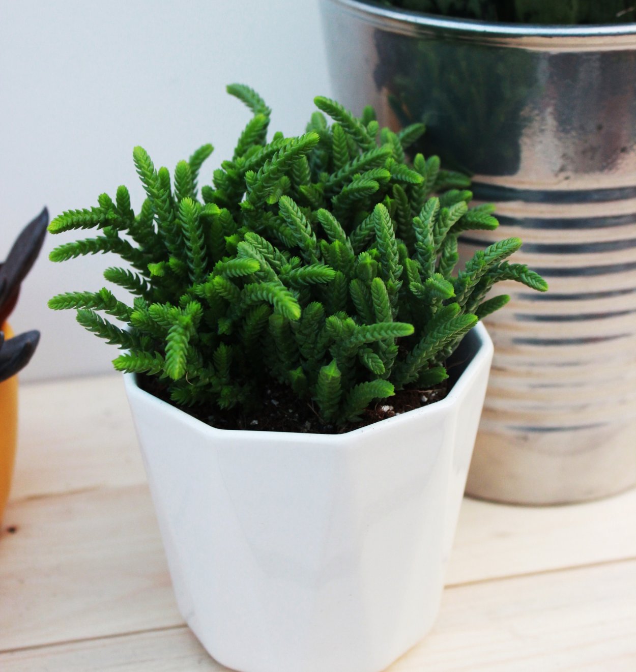 Крассула Мускоза