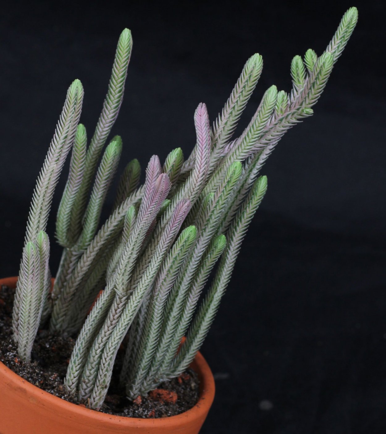 Крассула мискоса