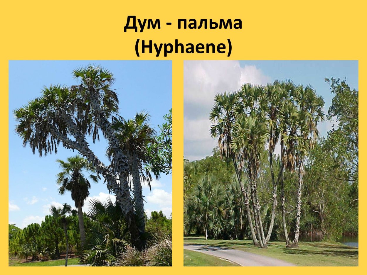 Веерная Пальма саванне