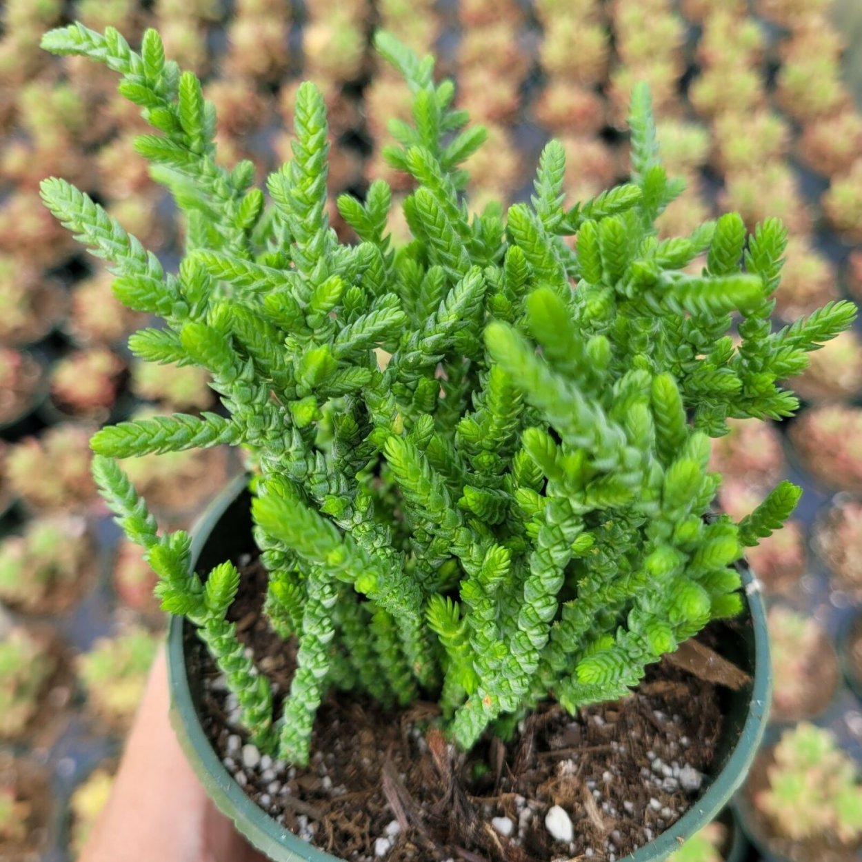 Crassula muscosa