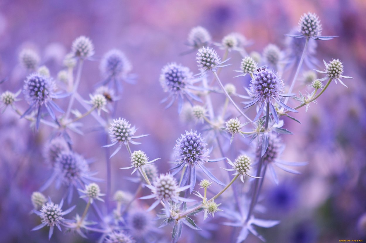 Расторопши — молочный чертополох