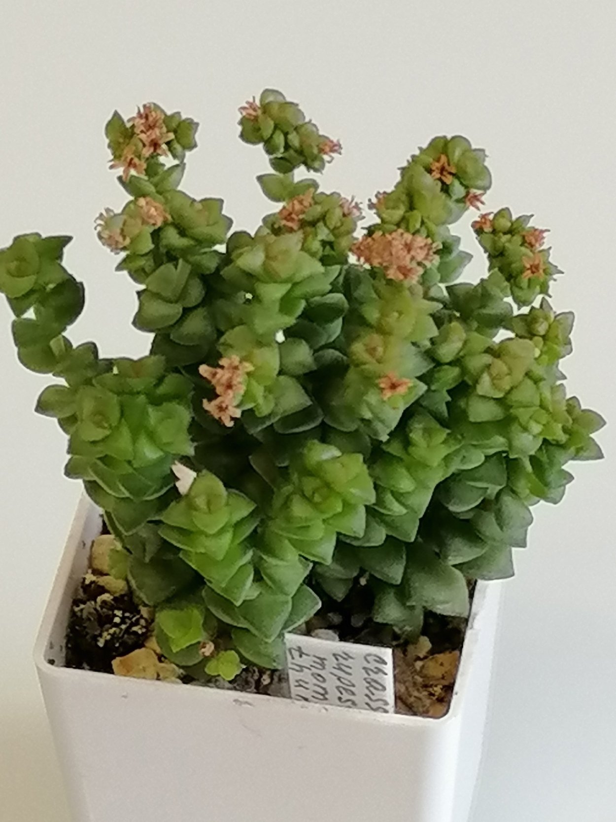 Крассула плауновидная