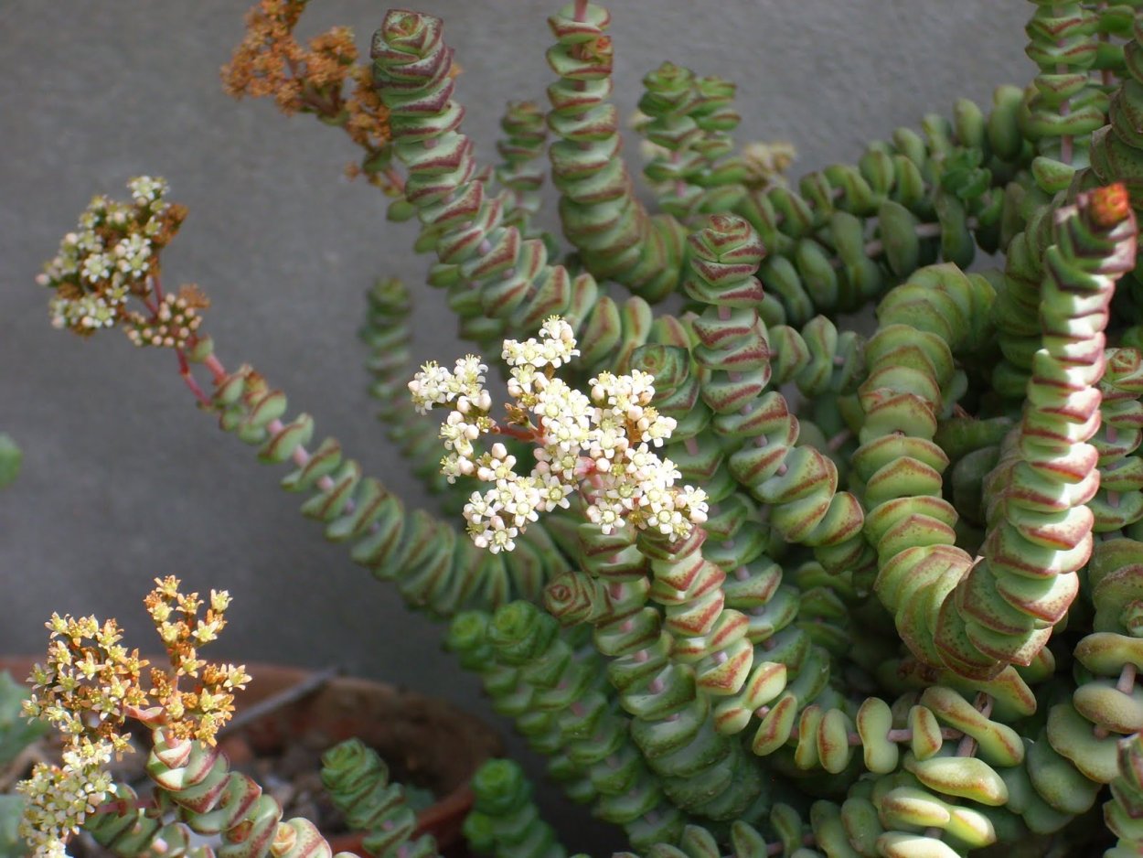 Rattail Crassula