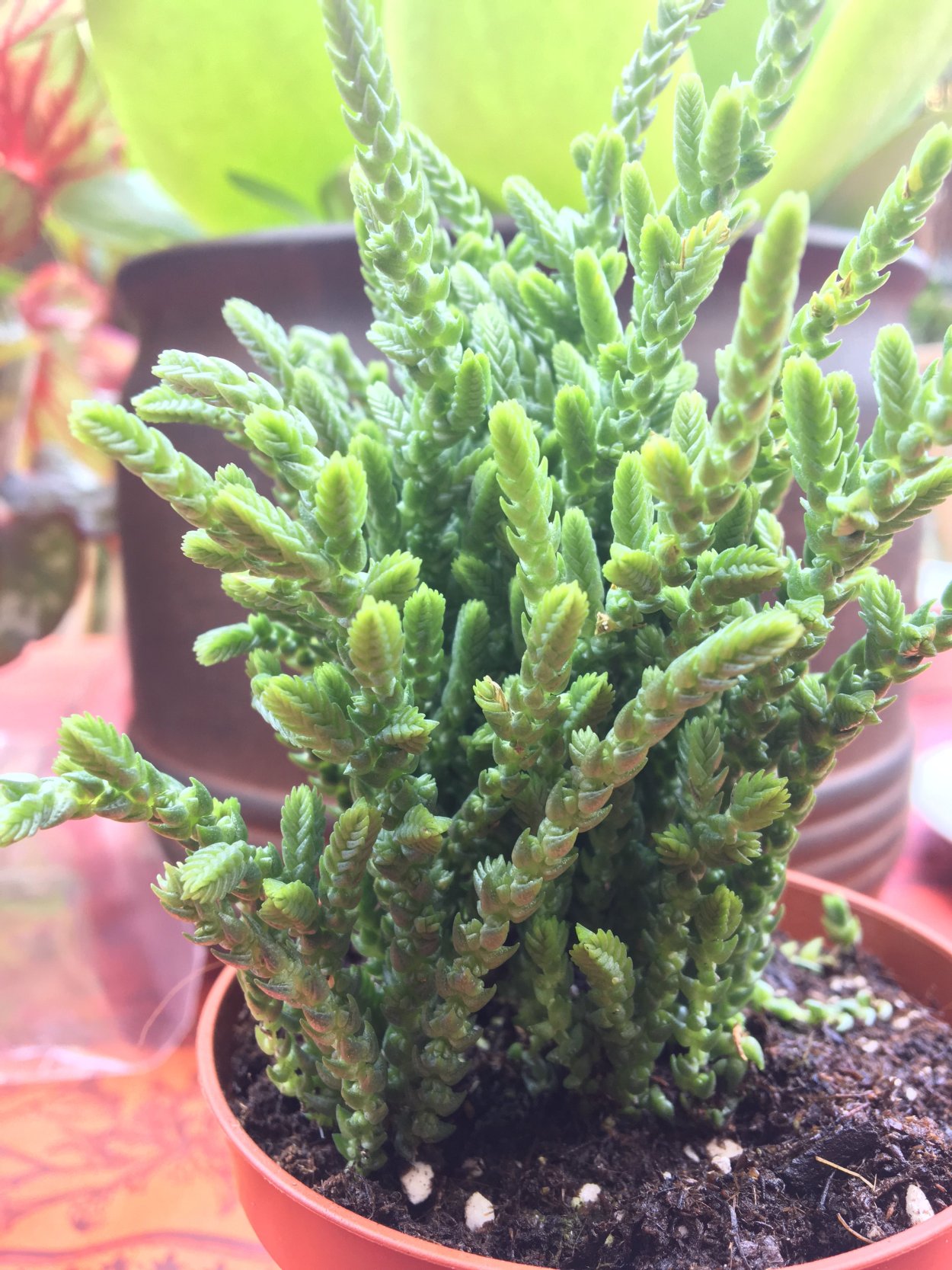 Rattail Crassula