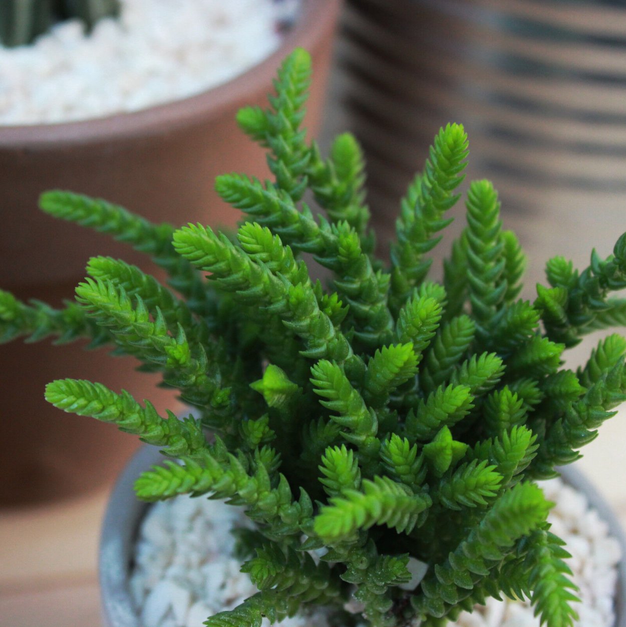 Крассула Каролина