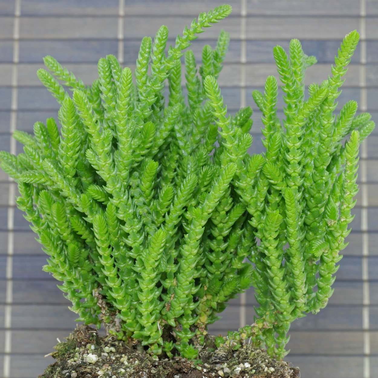 Крассула Мускоза