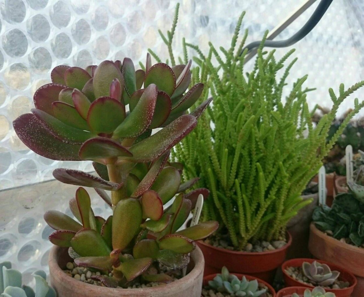 Крассула pyramidalis