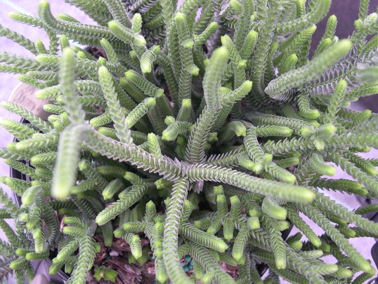 Crassula spathulata