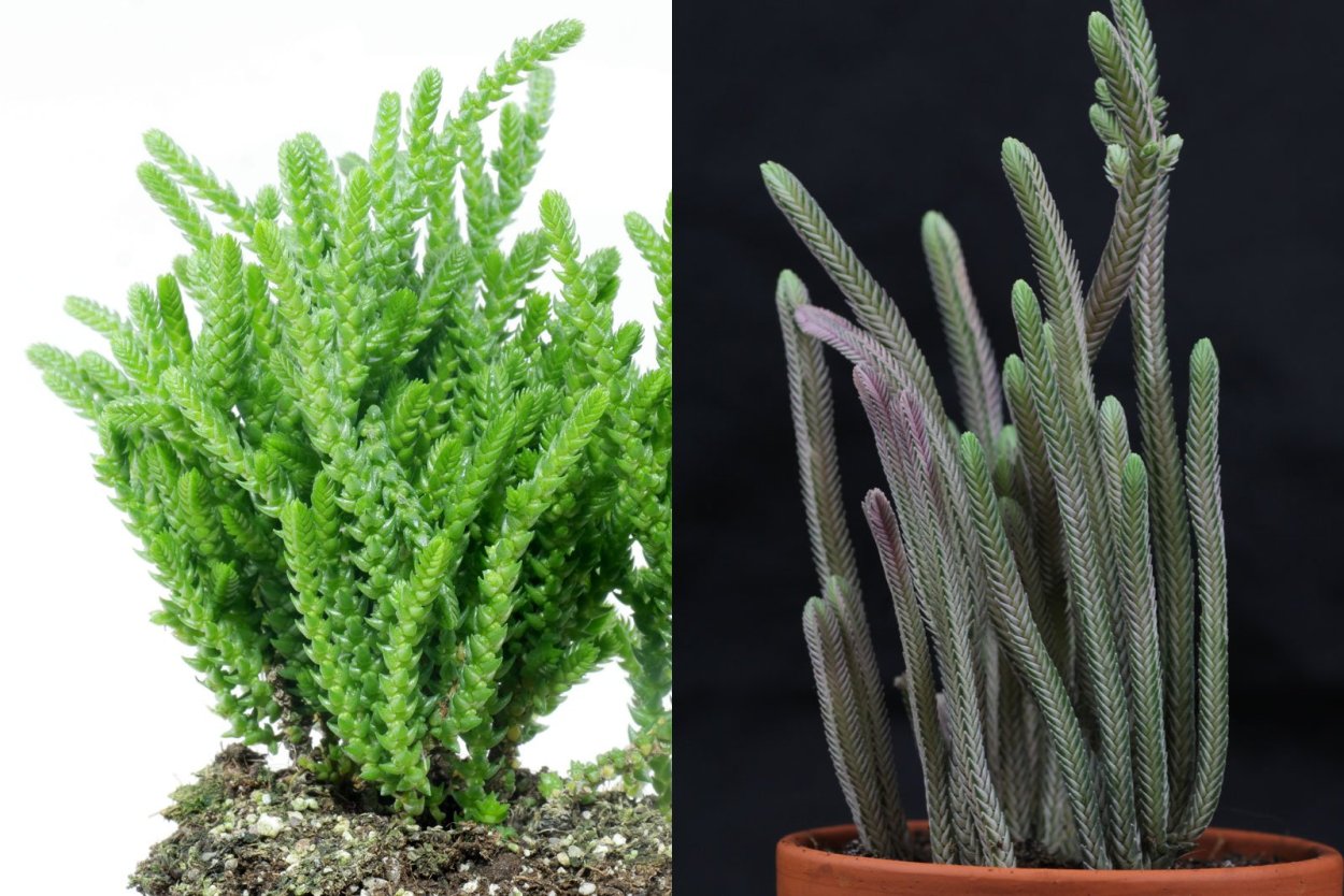 Крассула толстянка плауновидная