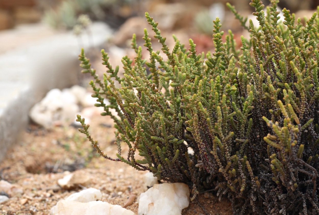 Крассула Мускоза Пурпуси