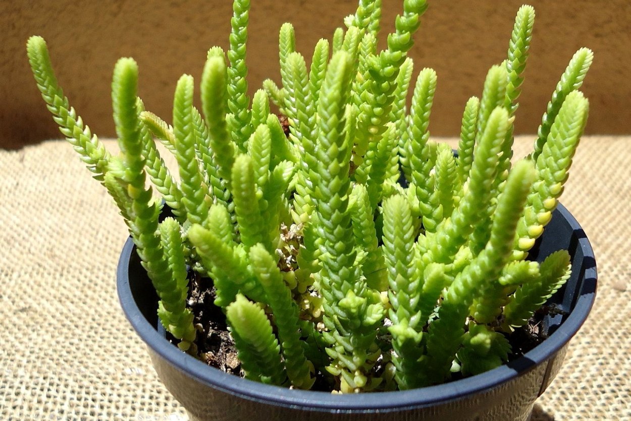 Крассула плауновидная вариегатная