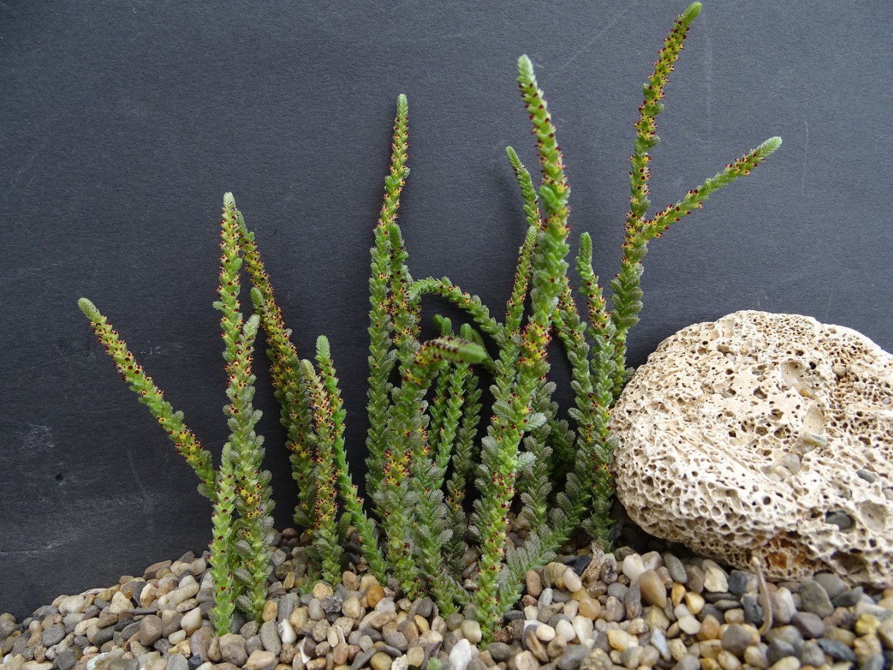 Крассула плауновидная