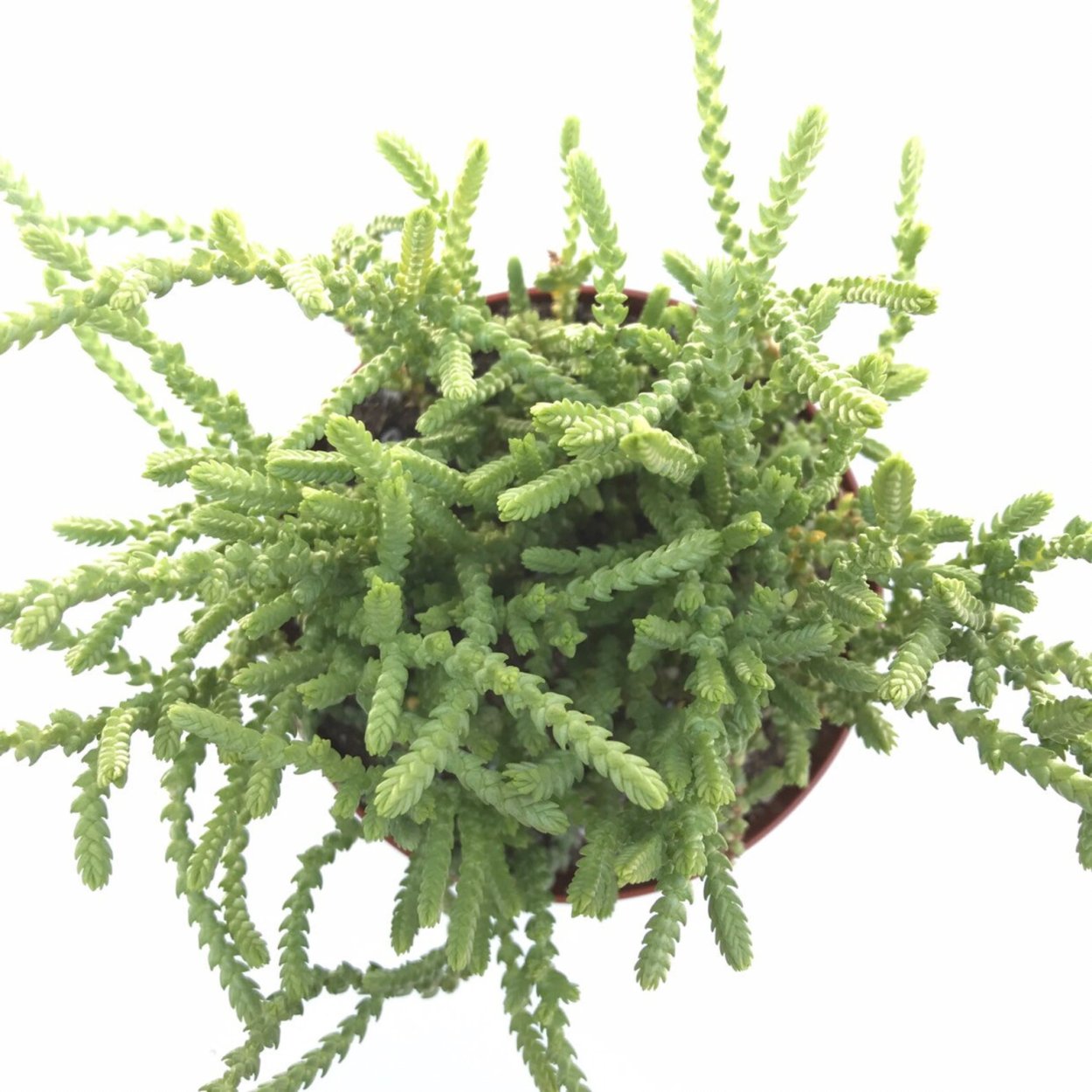 Крассула Ликоподиоидес фрагилис