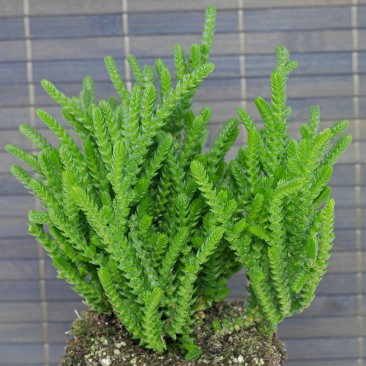 Крассула ложноплауновидная