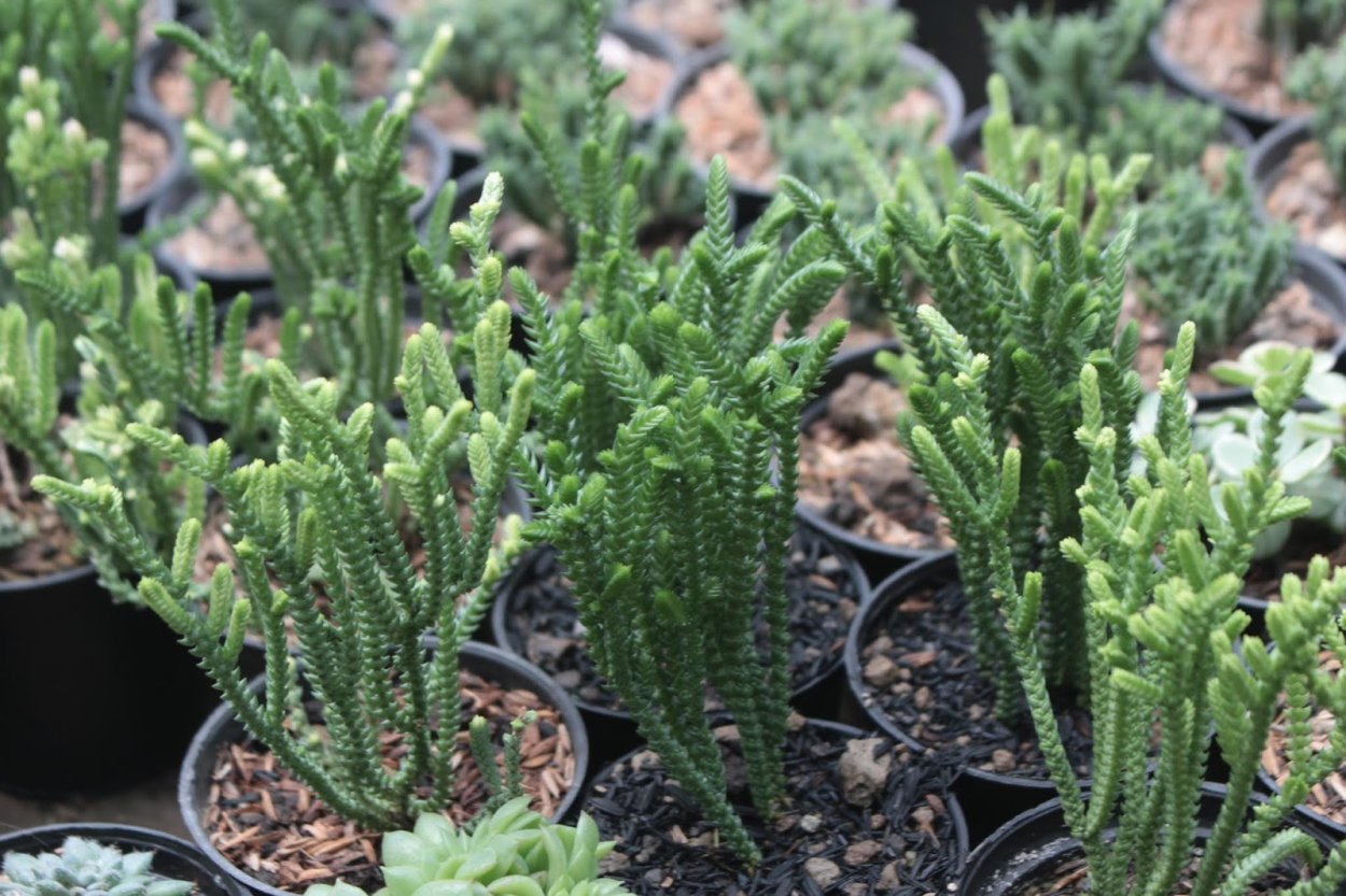 Суккулент Крассула