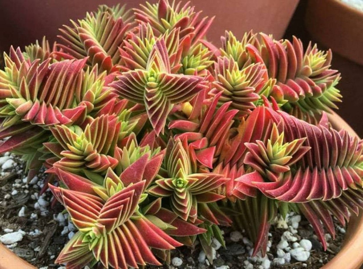 Каланхоэ толстянка Крассула