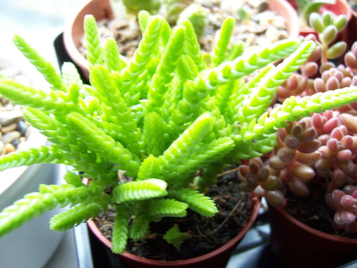 Крассула Овата денежное дерево