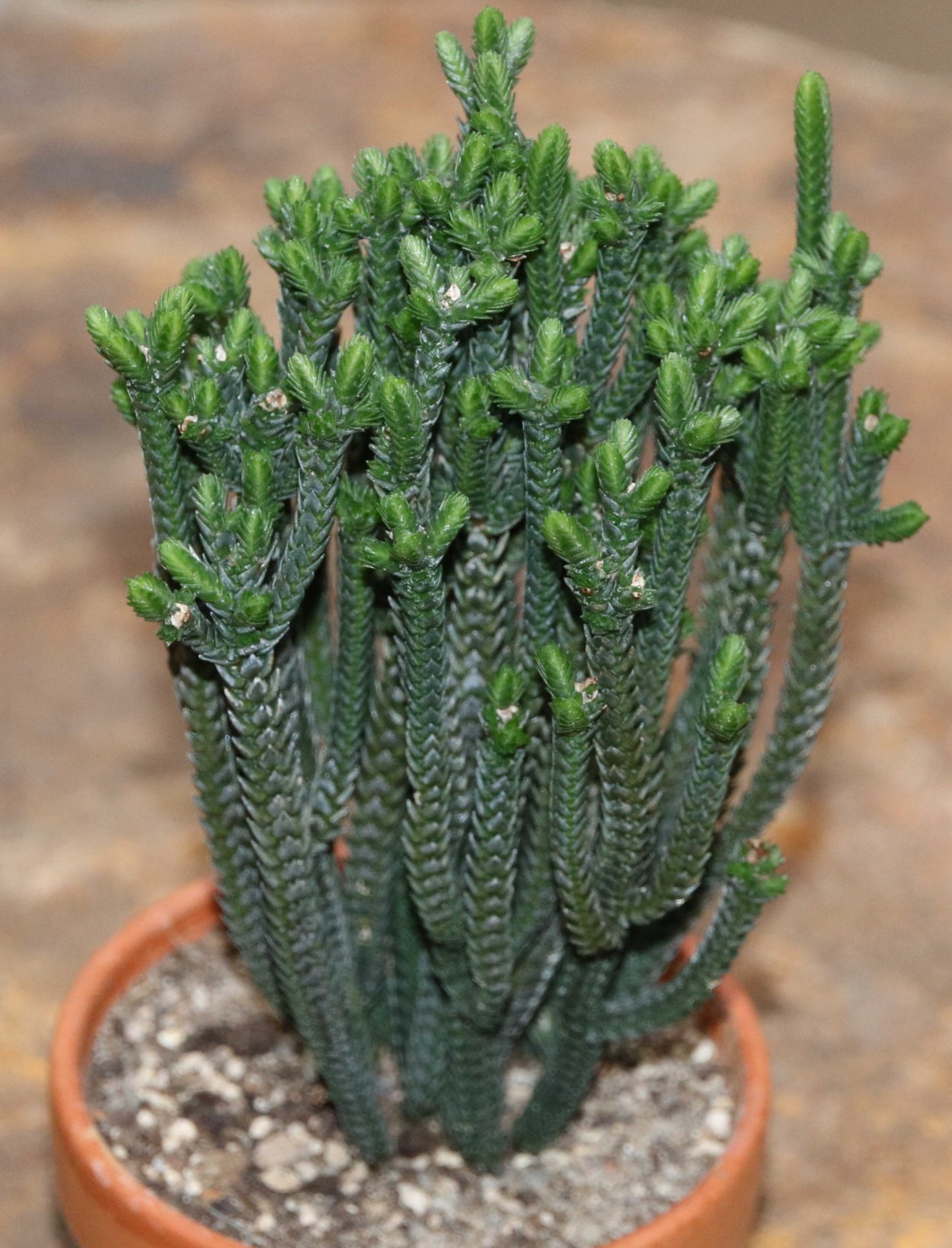 Толстянка денежное дерево