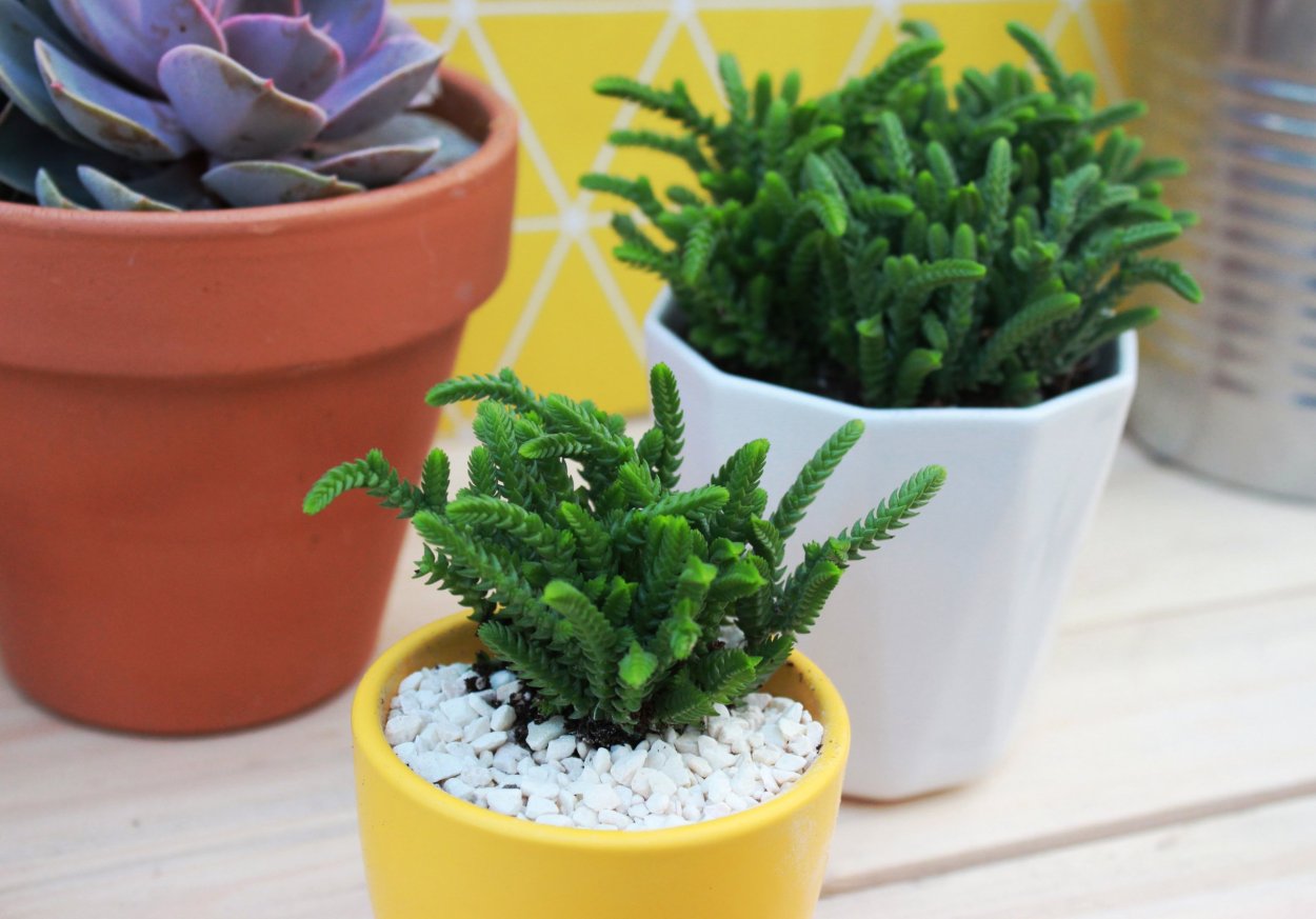 Крассула muscosa