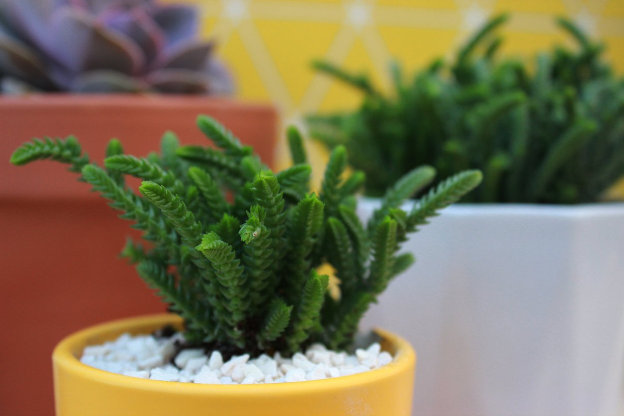 Крассула muscosa