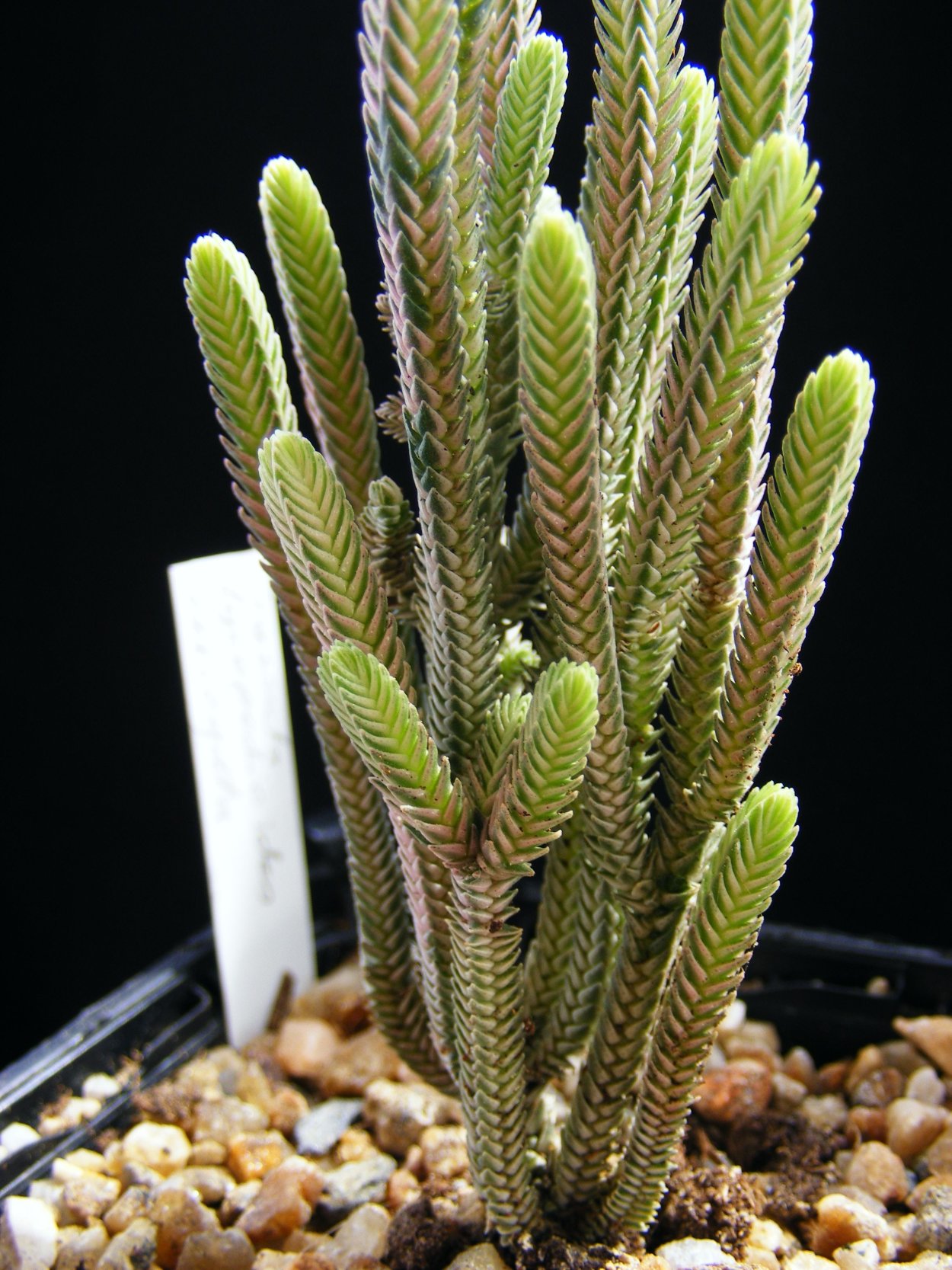 Крассула Кристата