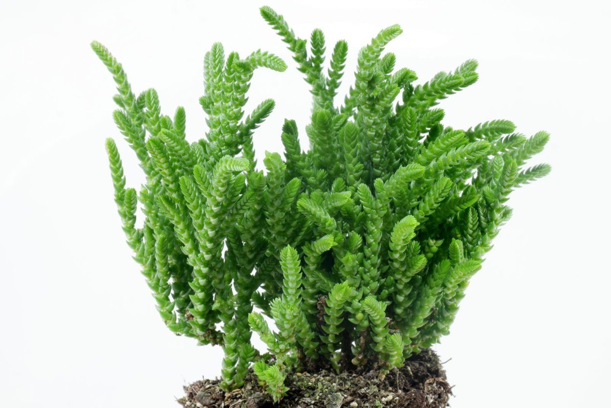 Крассула Ликоподиоидес