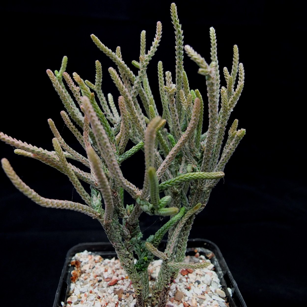 Суккулент Crassula ovata
