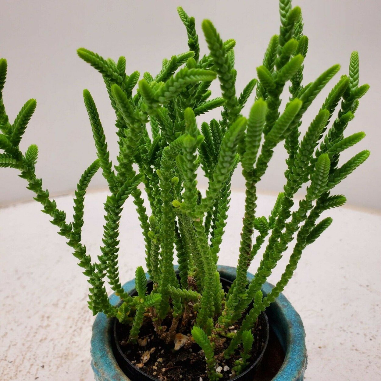 Толстянка Крассула Марнье