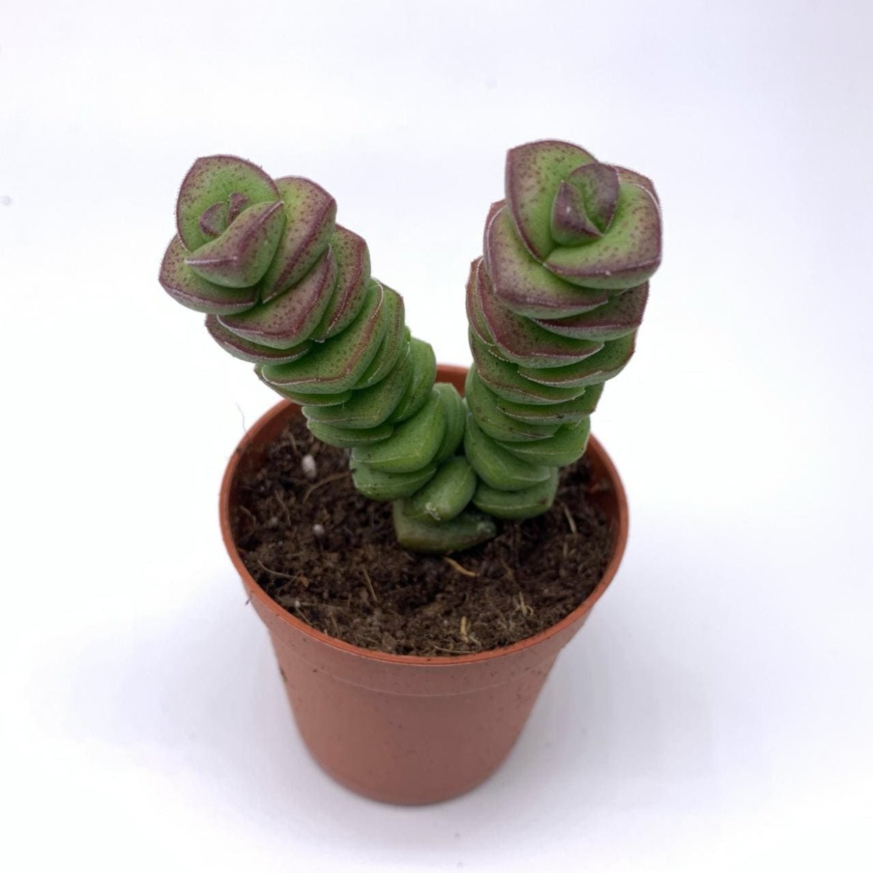 Крассула (денежное дерево)