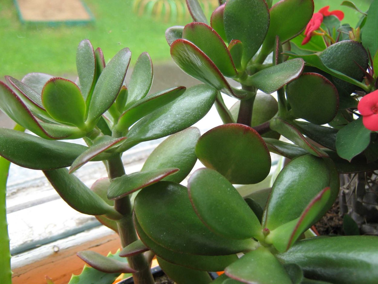 Crassula muscosa