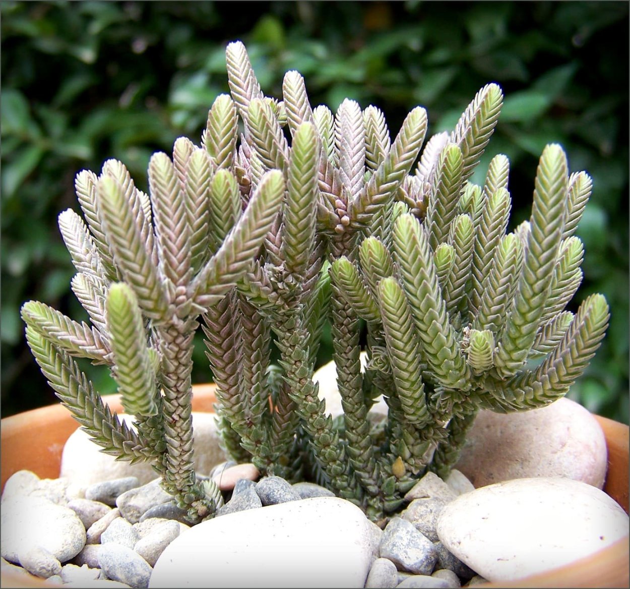 Крассула marnieriana