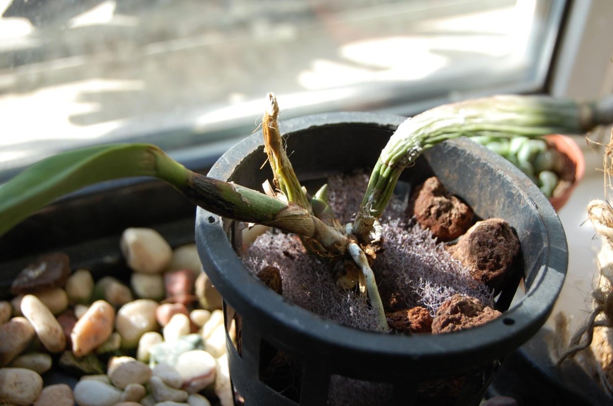 Цветонос у Камбрии