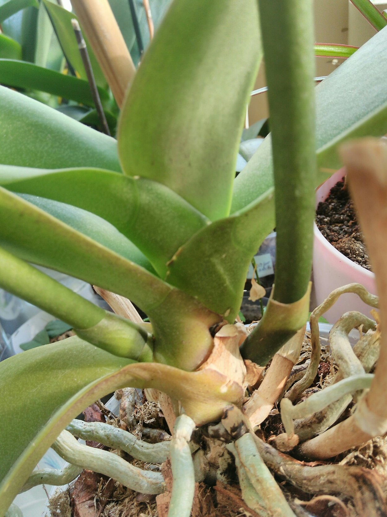 Brasiliorchis schunkeana