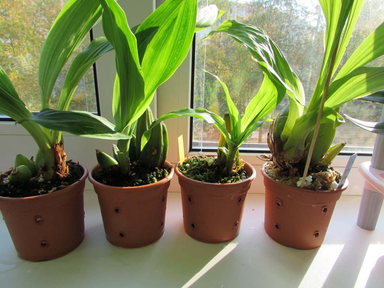 Орхидея Камбрия псевдобульба