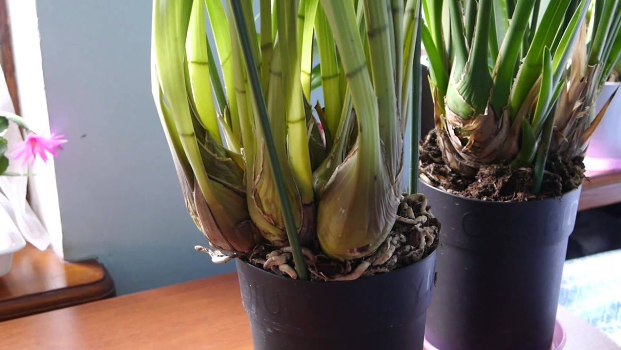 Мильтония псевдобульба