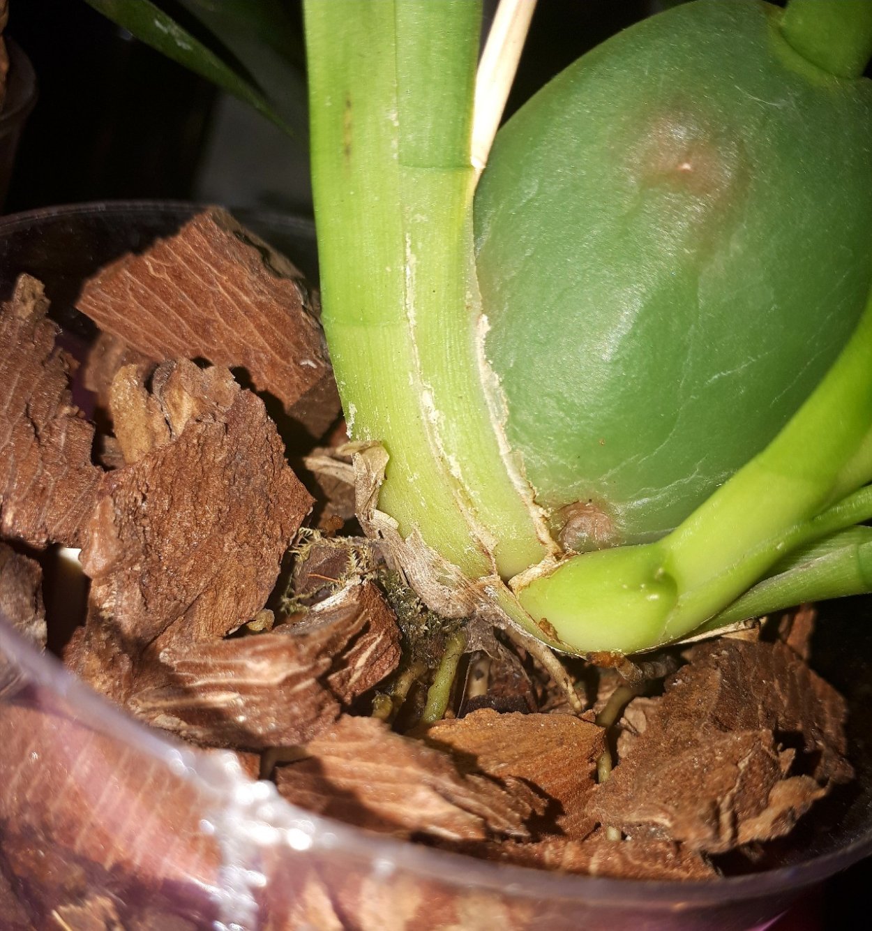 Cyrtopodium hatschbachii