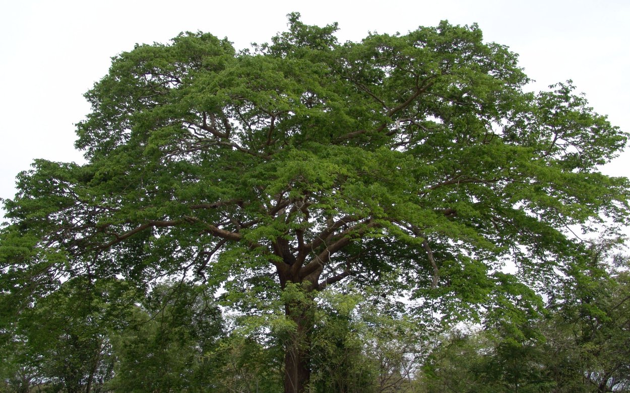 Copaifera langsdorffii
