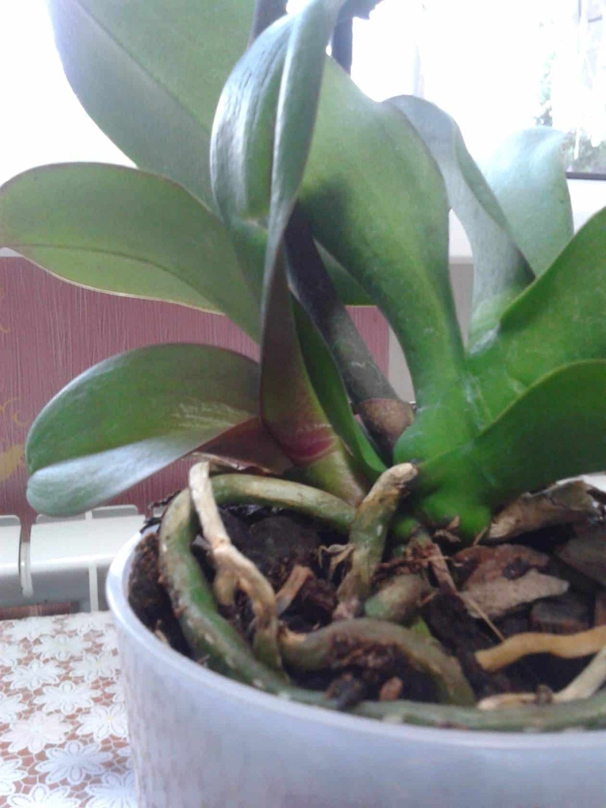 Цимбидиум гниль