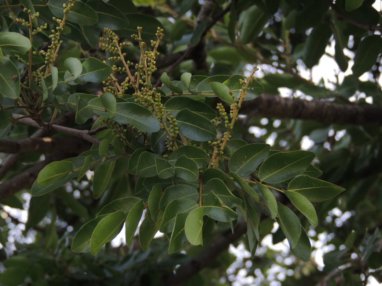 Копаиба дерево