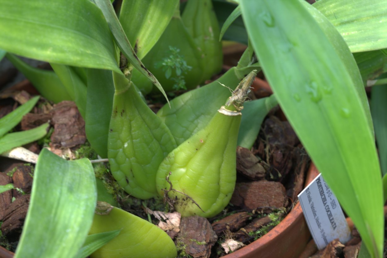 Орхидея Бульба